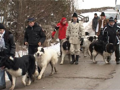 Foto caini ciobanesti - Borsa (c) eMaramures.ro